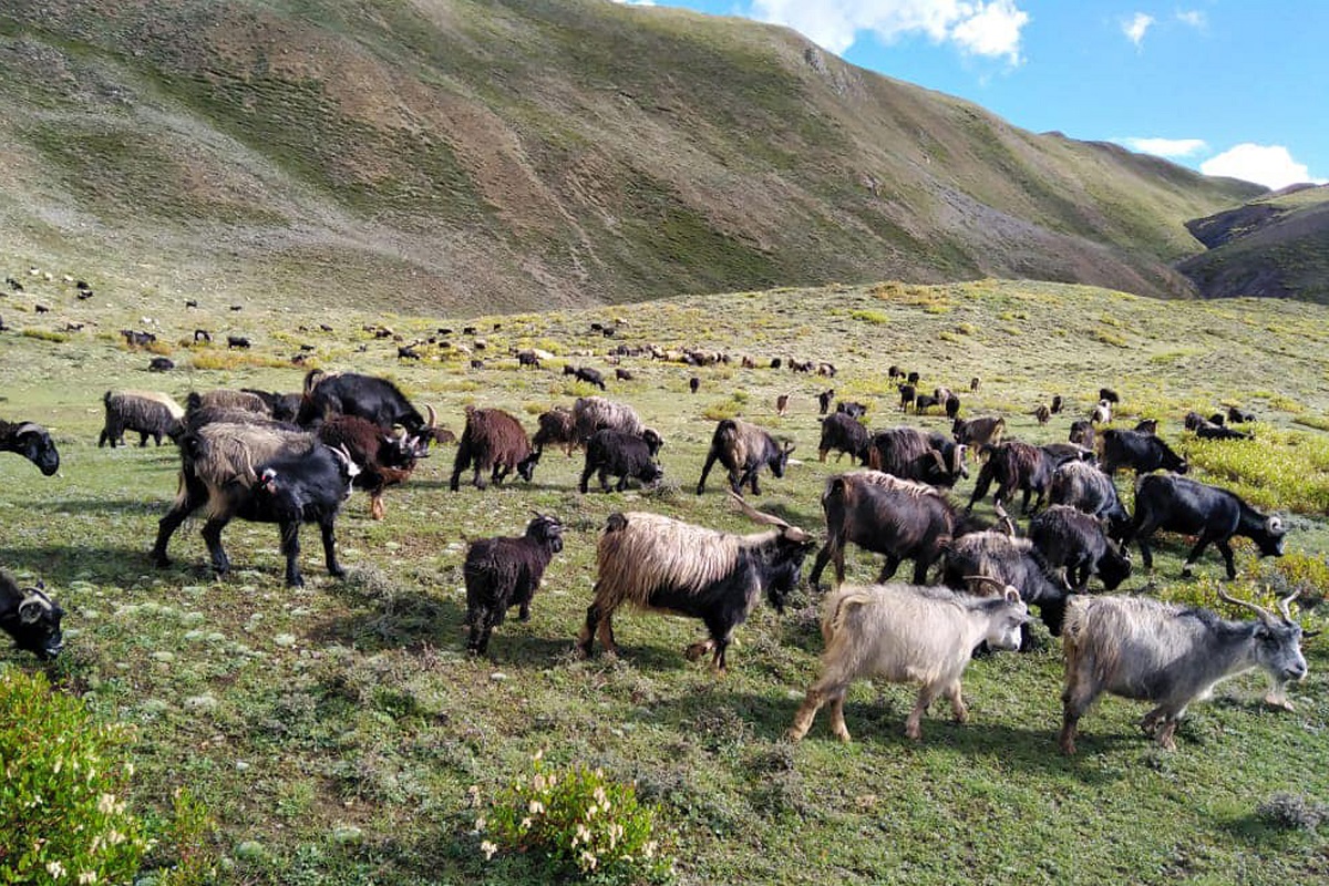 उपल्लो डोल्पाको चरिचरन क्षेत्रमा चर्दै च्याङ्ग्रा